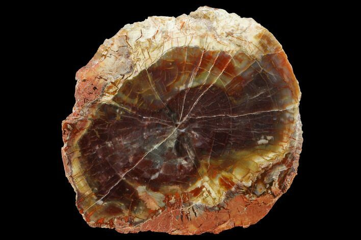 Polished Yellow Cat, Agate Replaced Petrified Wood Slab - Utah #166474